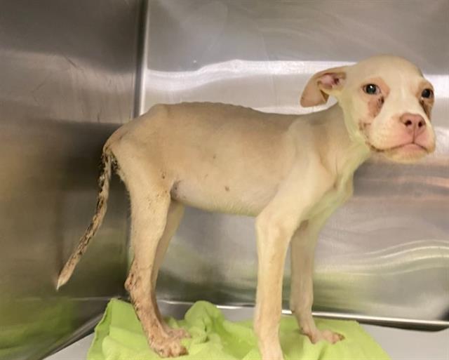 adoptable Dog in San Antonio, TX named PENNY