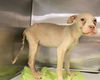 adoptable Dog in  named PENNY