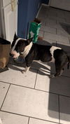 adoptable Dog in  named EMBERLY
