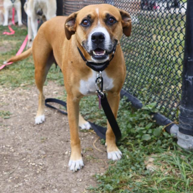 adoptable Dog in San Antonio, TX named BELLA