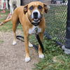 adoptable Dog in  named BELLA