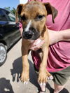 adoptable Dog in  named MARVIN