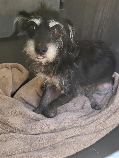 adoptable Dog in San Antonio, TX named AXEL