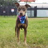 adoptable Dog in  named MS PRETTY GIRL