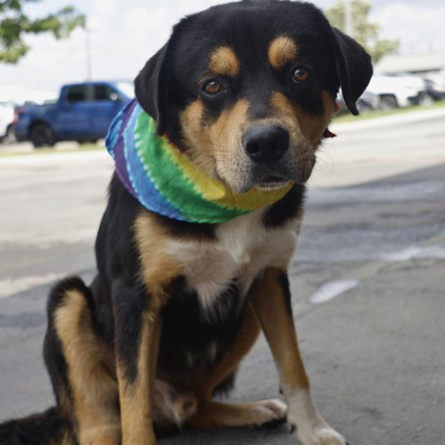 adoptable Dog in San Antonio, TX named ROCKY