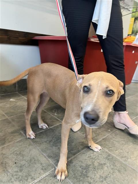 adoptable Dog in San Antonio, TX named CHELIS