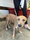 adoptable Dog in  named CHELIS