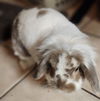 adoptable Rabbit in  named LILY