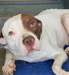 adoptable Dog in  named BEATRICE