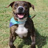 adoptable Dog in  named MASON