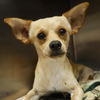 adoptable Dog in  named DUBAI