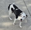 adoptable Dog in  named STELLA