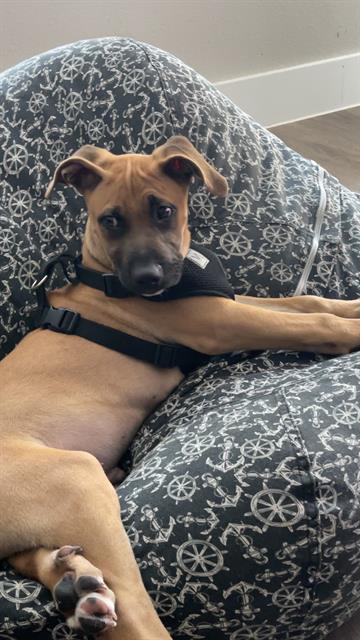 adoptable Dog in San Antonio, TX named SNOOP