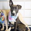 adoptable Dog in  named BOB
