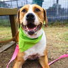 adoptable Dog in  named BIG RED