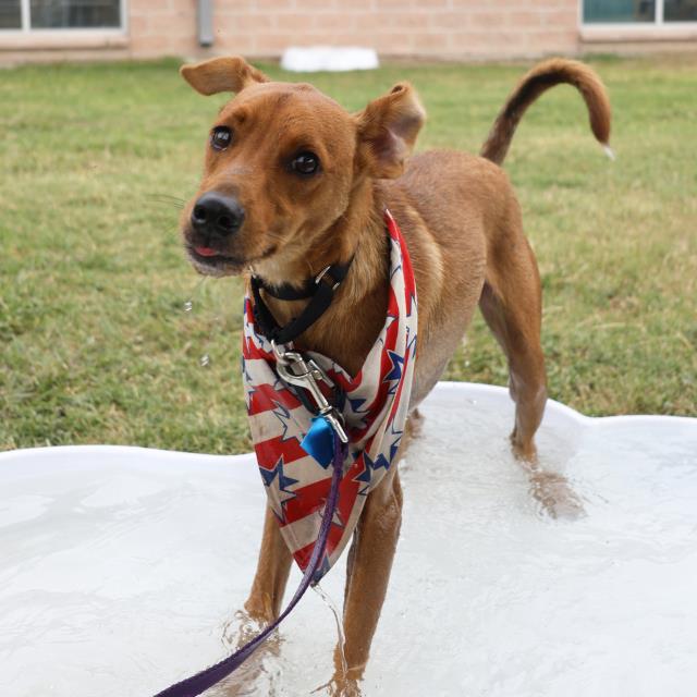 adoptable Dog in San Antonio, TX named CHARLIE