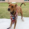 adoptable Dog in  named CHARLIE