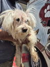adoptable Dog in  named MISTY