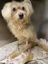 adoptable Dog in  named MISTY