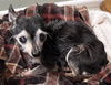 adoptable Dog in  named REECES