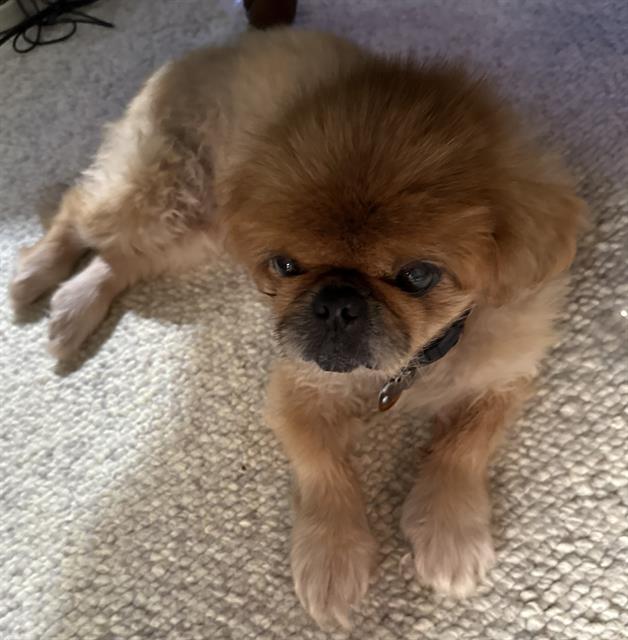 adoptable Dog in San Antonio, TX named WHITNEY