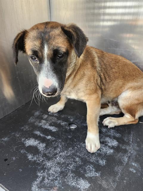 adoptable Dog in San Antonio, TX named JAM