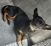 adoptable Dog in  named PAM