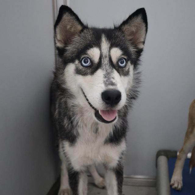 adoptable Dog in San Antonio, TX named JENNY