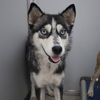 adoptable Dog in  named JENNY
