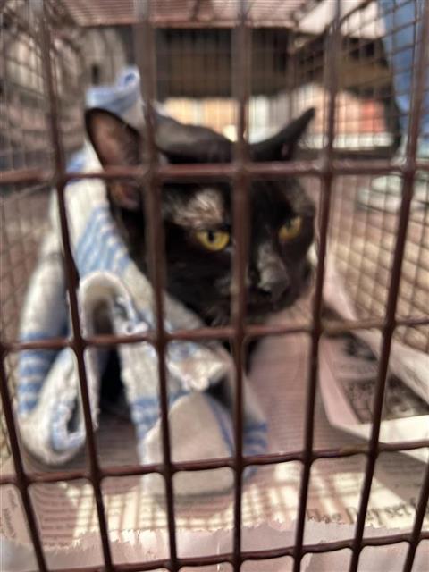 adoptable Cat in San Antonio, TX named 8-BALL