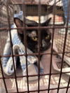 adoptable Cat in san antonio, TX named 8-BALL