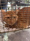 adoptable Cat in  named NED