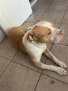adoptable Dog in  named REX
