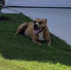 adoptable Dog in  named A765536
