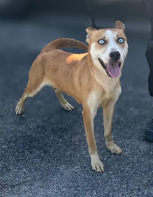 adoptable Dog in San Antonio, TX named NINA