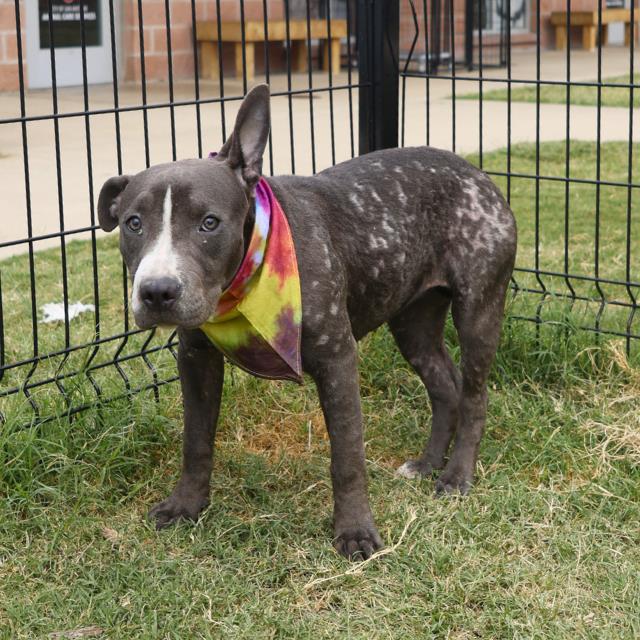 adoptable Dog in San Antonio, TX named SPARKY