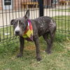 adoptable Dog in  named SPARKY