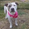 adoptable Dog in  named LADYBUG
