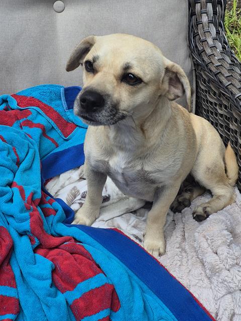 adoptable Dog in San Antonio, TX named ANDREA