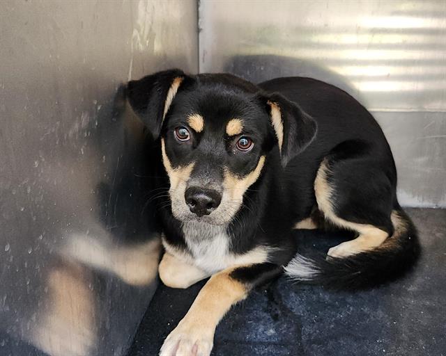 adoptable Dog in San Antonio, TX named LEWIS