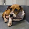 adoptable Dog in  named LARRY