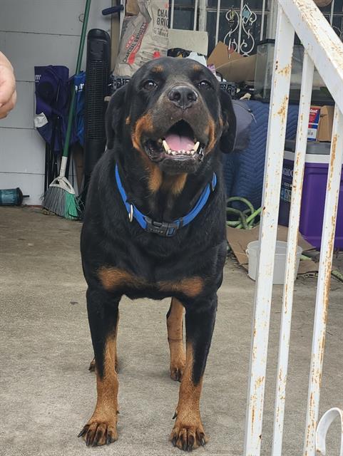 adoptable Dog in San Antonio, TX named BEEF CAKE