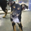 adoptable Dog in  named BEAR