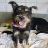 adoptable Dog in  named AUGUST