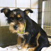 adoptable Dog in  named BELLA