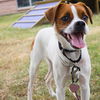 adoptable Dog in  named BRODY
