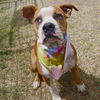 adoptable Dog in  named BEAR