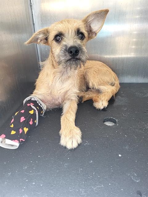 adoptable Dog in San Antonio, TX named RACHEL
