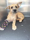 adoptable Dog in  named RACHEL