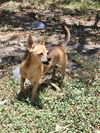 adoptable Dog in  named ROCKY
